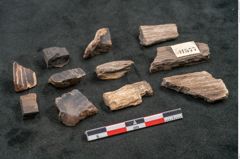 Foto (Seitenansicht) von Plantae indet.  (NHMW-GEO-2024-0188-11577)